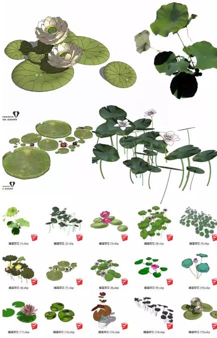 842个模型SketchUp景观植物模型库：乔木/灌木/地被花草树木组件合集